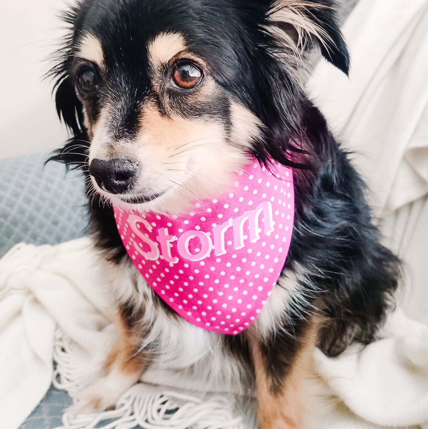 Doll Name Dog Bandana/ Cat Bandana