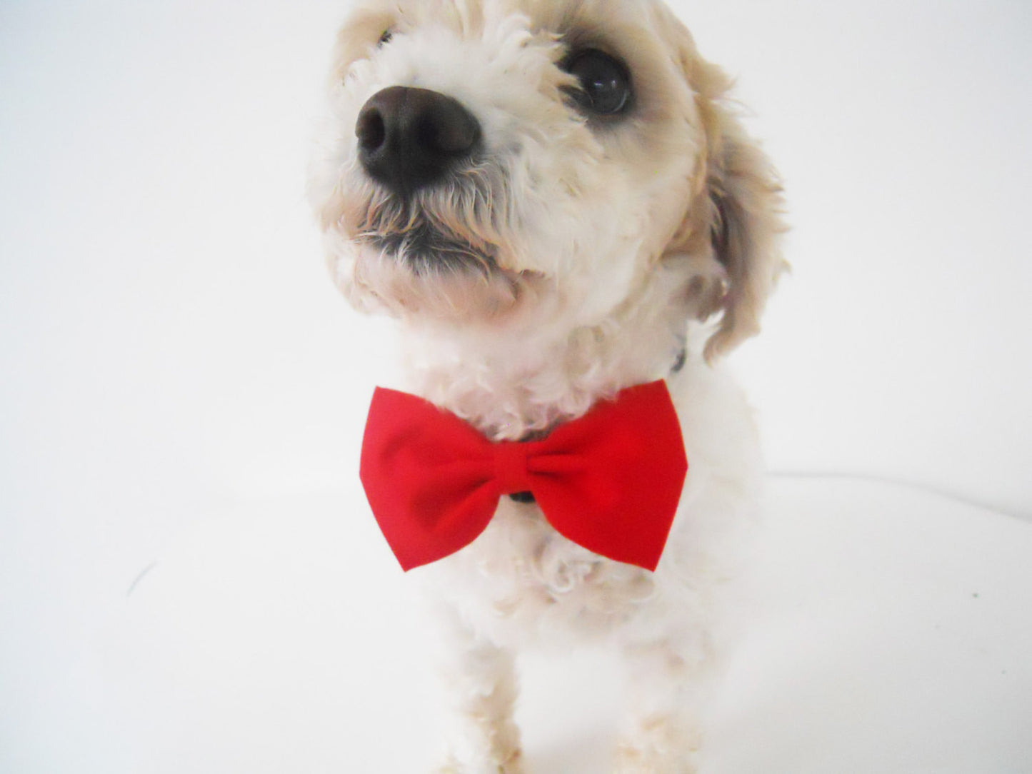 White Stars Bow Tie/Flower - Charlotte's Pet