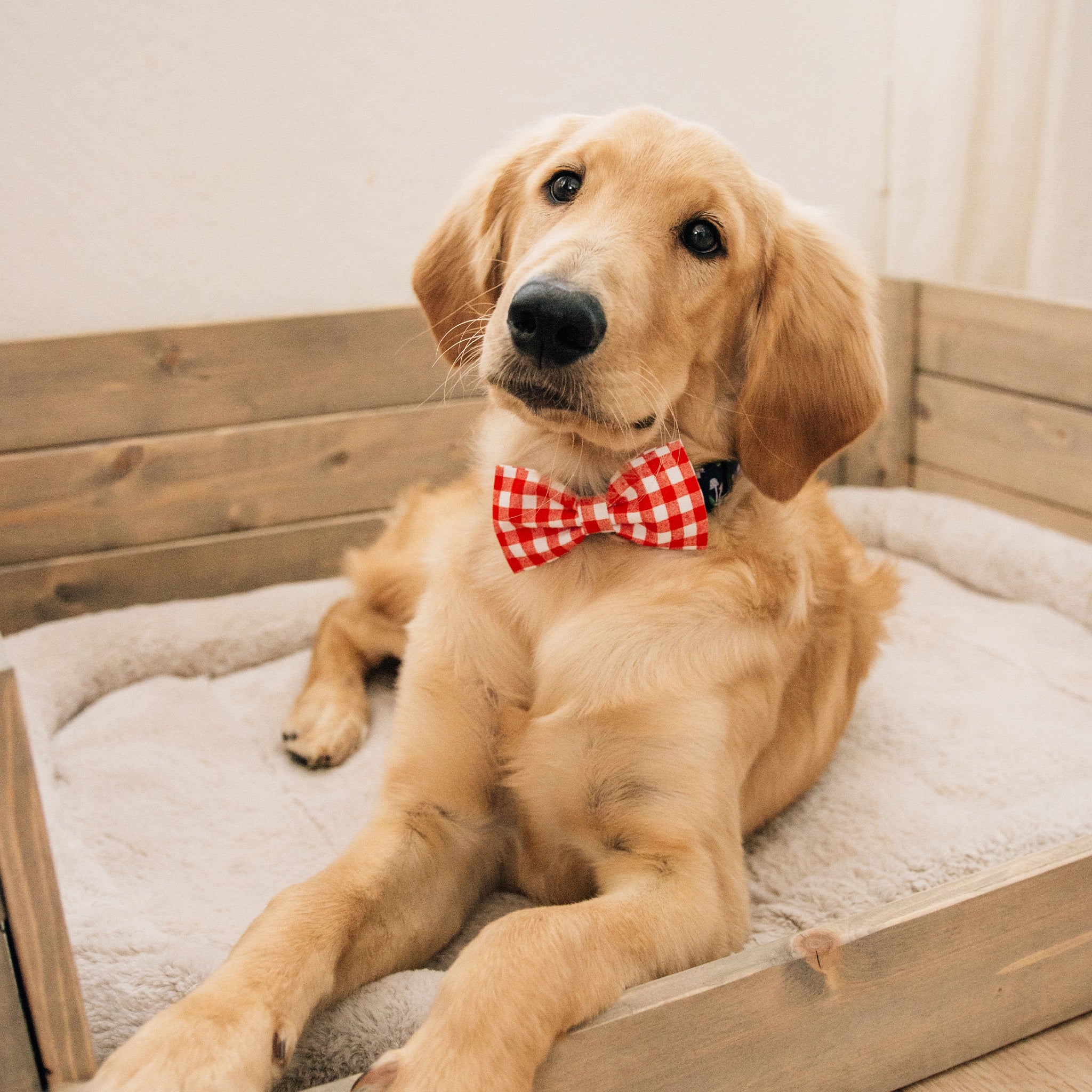 golden retriever puppy laying down wearing a red gingham bow tie and navy blur mushroom dog collar