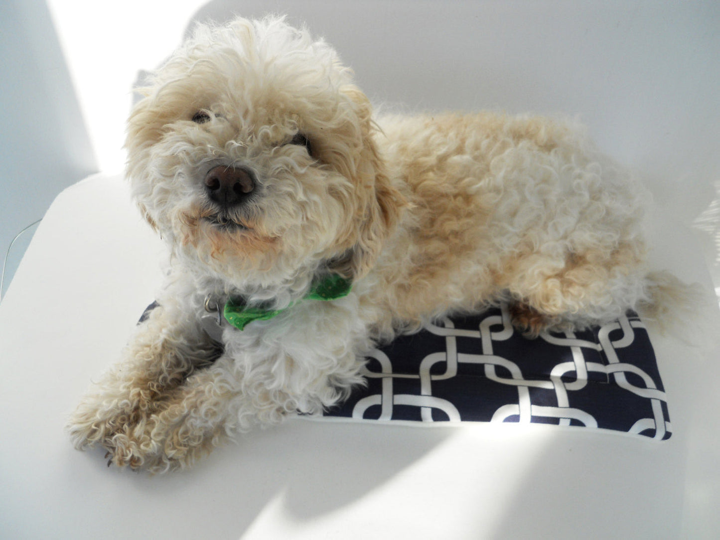 Teal Polka Dot Crate Mat - Charlotte's Pet