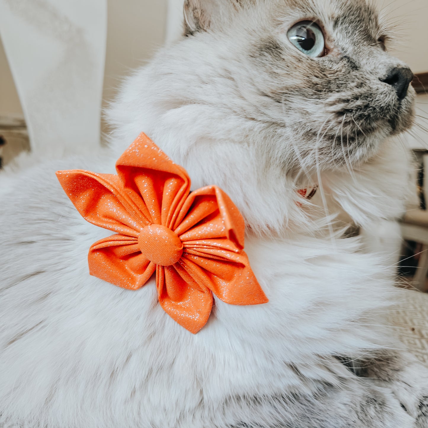 Orange Glitter Dog & Cat Bow Tie/Collar Flower