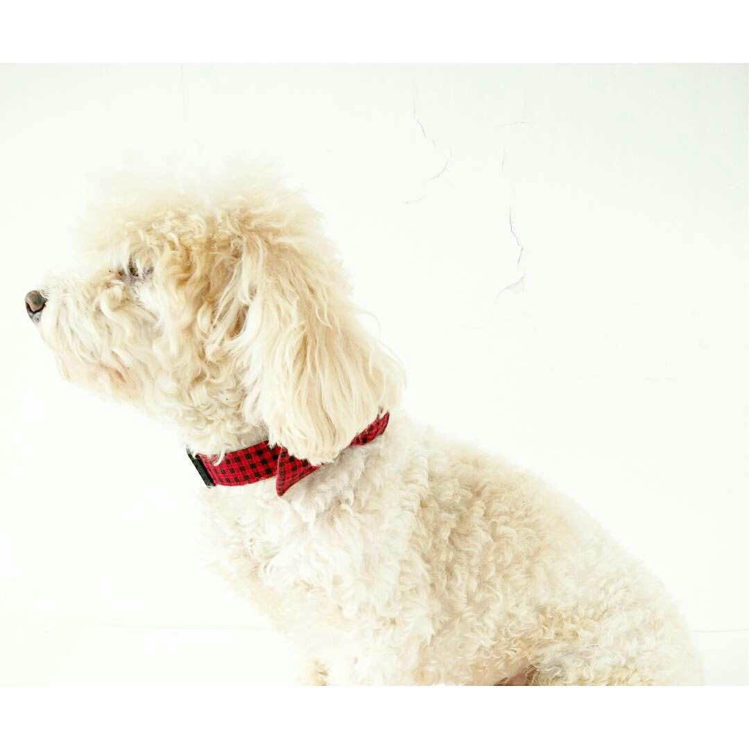 Red Buffalo Plaid Collar - Charlotte's Pet