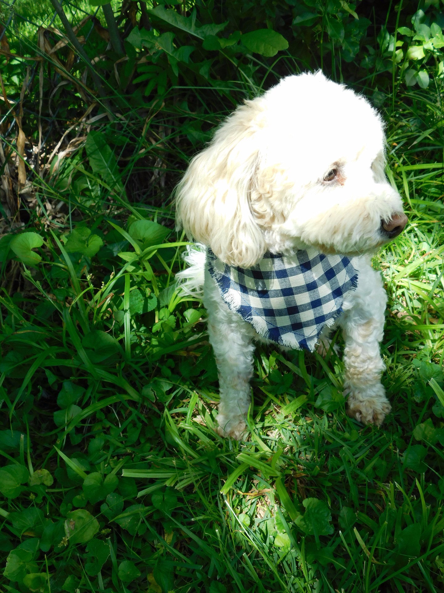 Navy Blue Checker Fringe Bandana - Charlotte's Pet