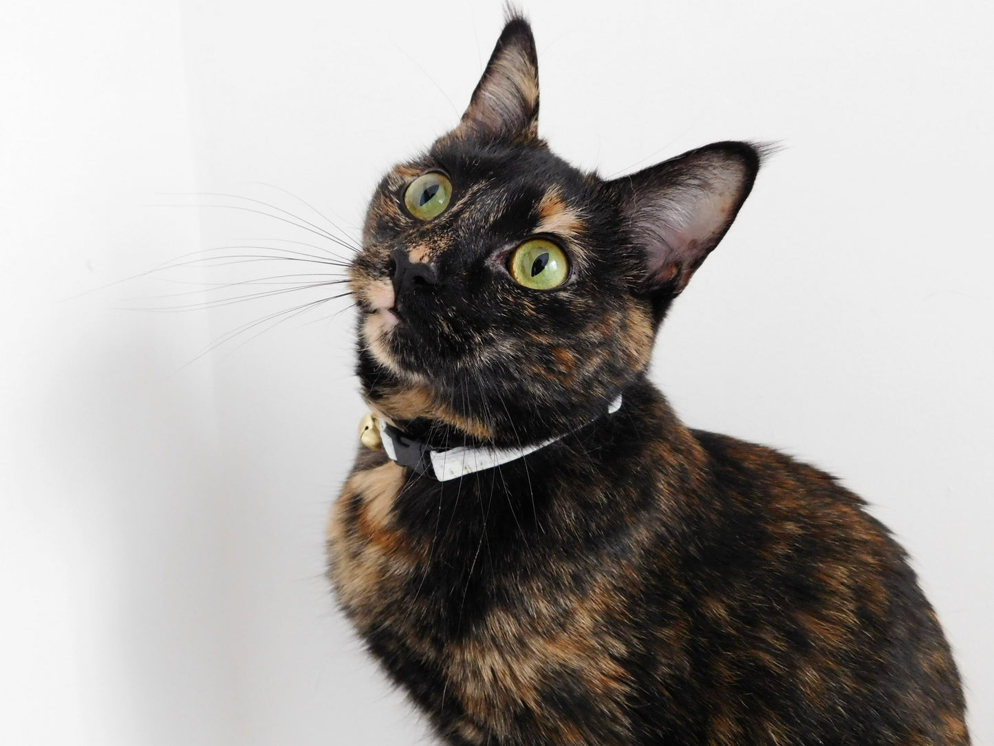 White Cork Dog Collar/Cat Collar - Charlotte's Pet