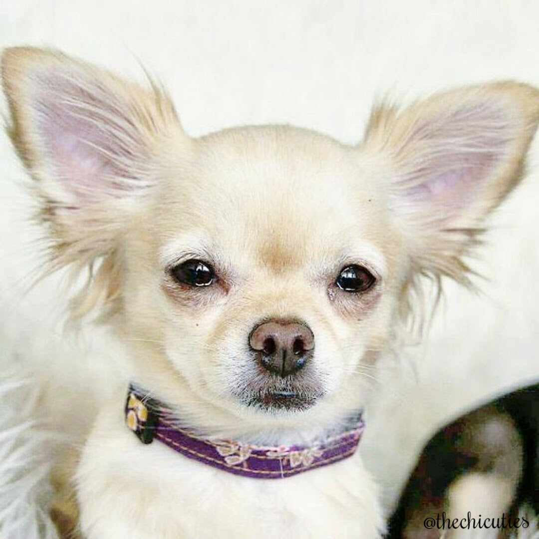 Purple Floral Collar - Charlotte's Pet