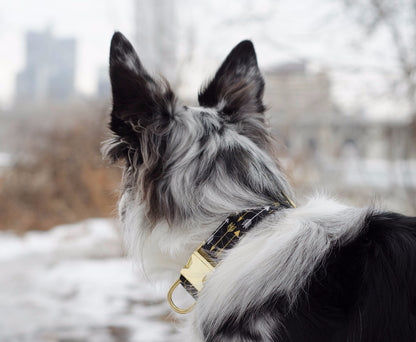 Black and Gold Arrow Collar - Charlotte's Pet