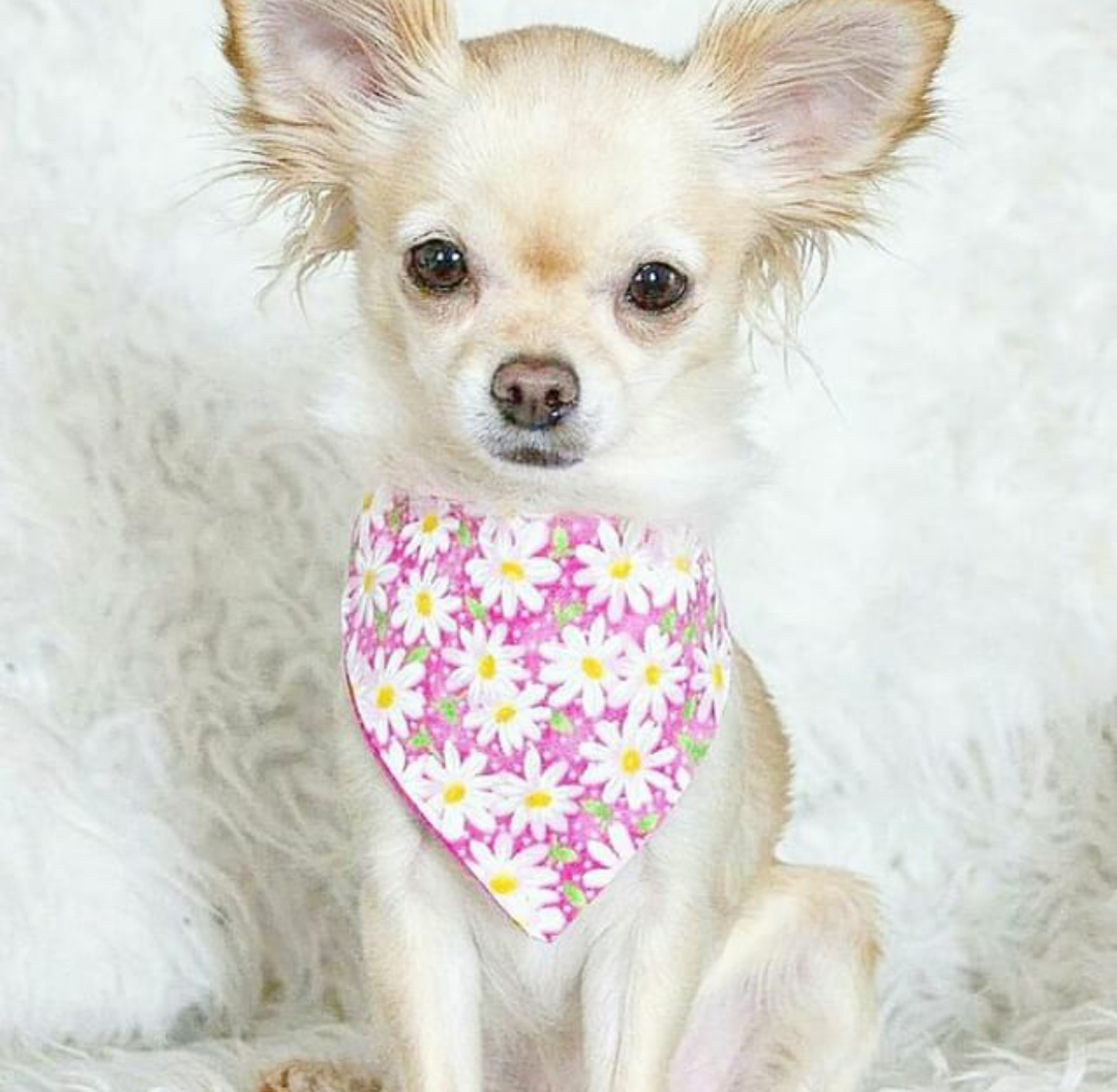 Pink Daisy Bandana - Charlotte's Pet