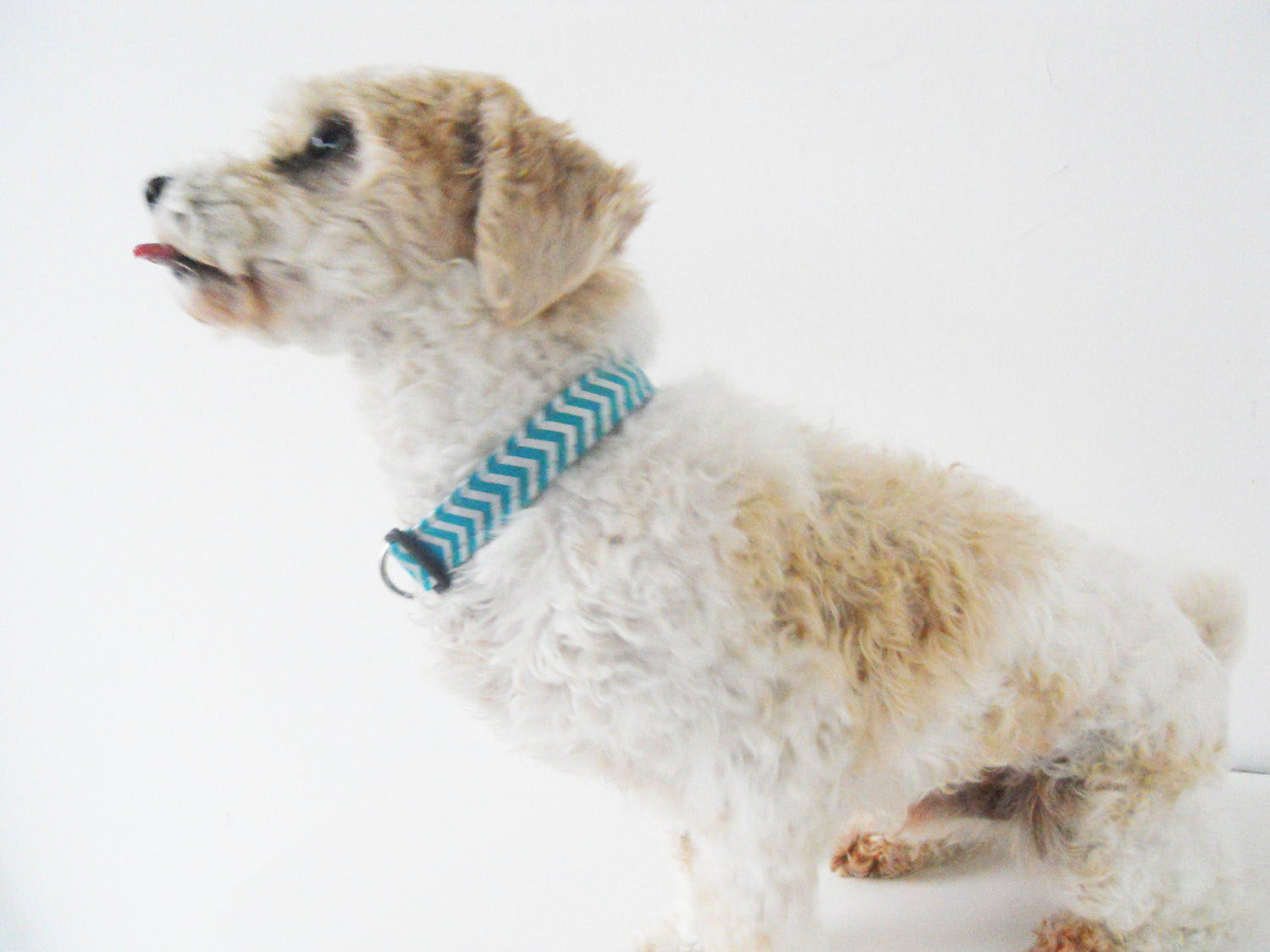 Teal and Silver Chevron Collar - Charlotte's Pet